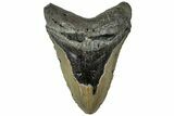 Bargain, Fossil Megalodon Tooth - Serrated Blade #308231-1